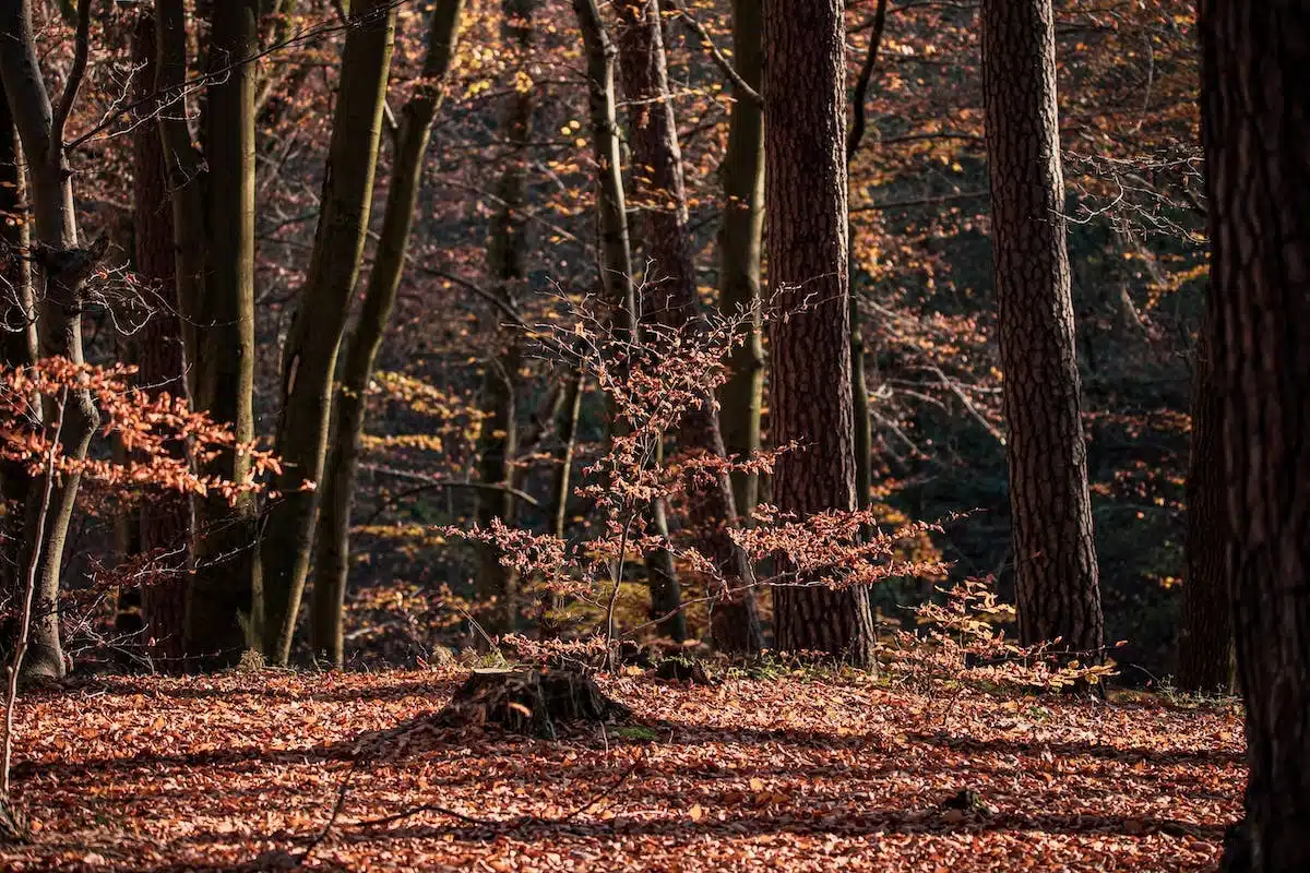 mode automne