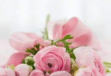 Combien de roses offrir à sa moitié après 50 années de mariage ?